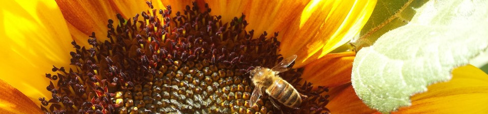 bee at work on a sunflower