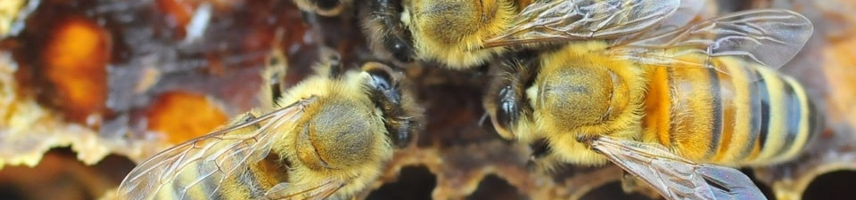bees at work preparing cells